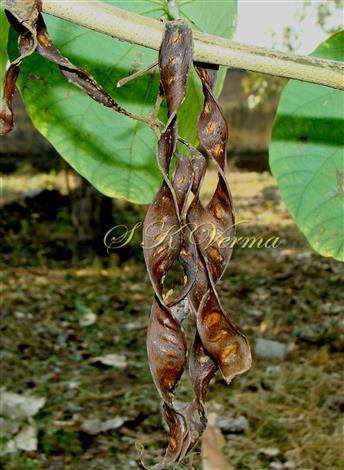  Legumes